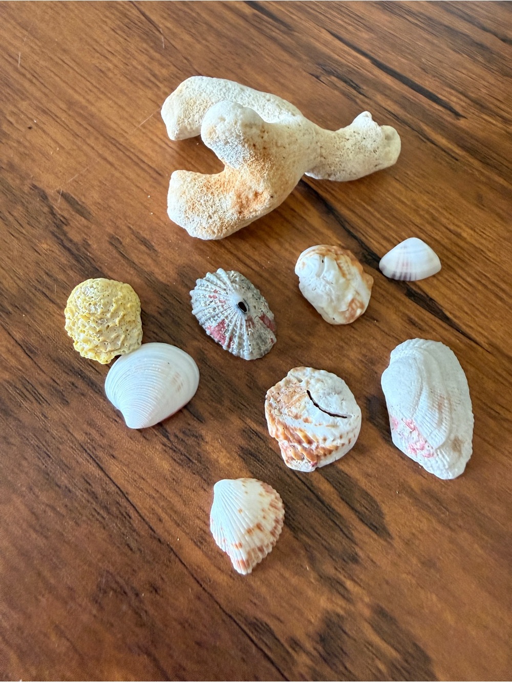 Natural Small Shells and Coral Mix  - White & Tan